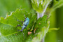 Beetle with six legs: If anybody recognises it please let me know... Thanks