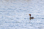 Great Crested Grebe: A delightfully elegant waterbird with ornate head plumes. They dive to feed and also to escape, preferring this to flying. On land they are clumsy because their feet are placed so far back on their bodies.