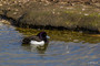 Tufted Duck: A medium-sized diving duck, smaller than a mallard. It is black on the head, neck, breast and back and white on the sides. It has a small crest and a yellow eye.