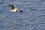Shelduck: This is a big, colourful duck, bigger than a mallard but smaller than a goose. Both sexes have a dark green head and neck, a chestnut belly stripe and a red bill.