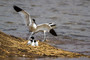 Avocet: A distinctively-patterned black and white wader with a long up-curved beak. It is the emblem of the RSPB and symbolises the bird protection movement in the UK more than any other species.