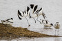 Avocet: A distinctively-patterned black and white wader with a long up-curved beak. It is the emblem of the RSPB and symbolises the bird protection movement in the UK more than any other species.
