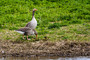 Greylag Goose: The largest and bulkiest of the wild geese native to the UK and Europe. The native birds and wintering flocks found in Scotland retain the special appeal of truly wild geese.