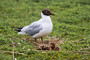 Black Headed Gull with Chicks